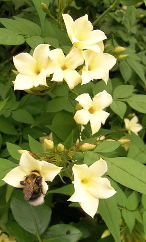 Jasminum officinale 'Clotted Cream' 10 litre Eco-loop pots 4-5ft tall plants