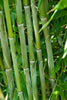 Bisset Hedging Screening Bamboo Super hardy 8-10ft plants