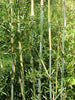 Bisset Hedging Screening Bamboo Super hardy 8-10ft plants