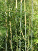 Bisset Hedging Screening Bamboos plants