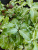 Pittosporum tenuifolium