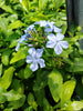 Plumbago Dark Blue. Sky-blue flowers in 2.5 Litre large pots.