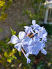 Plumbago Dark Blue. Sky-blue flowers in 2.5 Litre large pots.