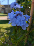 Plumbago Dark Blue. Sky-blue flowers in 2.5 Litre large pots.