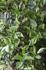 Scented Variegated Star evergreen Jasmine climbing plants