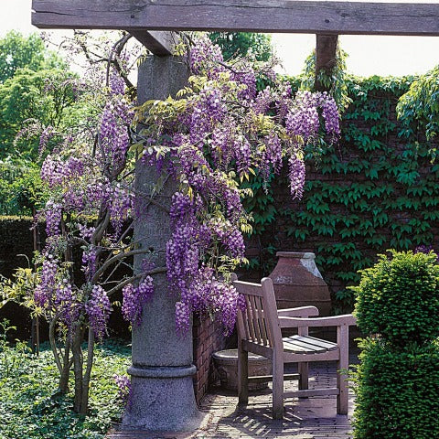 Wisteria sinensis Prolific Scented flowers 5ft & 8ft plants