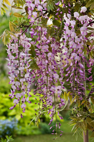 Pink Rosea Japanese Wisteria Hon-beni plants