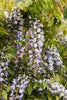 Wisteria sinensis Prolific Scented flowers 5ft & 8ft plants