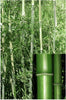 Bisset Hedging Screening Bamboo Super hardy 8-10ft plants