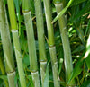 Bisset Hedging Screening Bamboo Super hardy 8-10ft plants