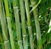 Bisset Hedging Screening Bamboos plants