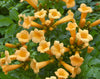 Campsis Flava Yellow Trumpet Vine Climber 4-5ft plants