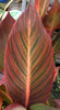 Canna Durban Tropicanna 5 Litre large pots
