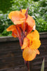 Canna Durban Tropicanna 5 Litre large pots