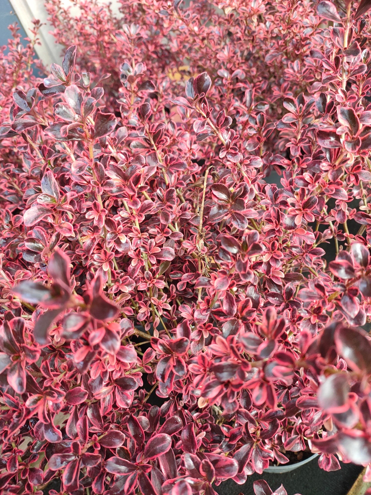 Red-pink Eclipse Coprosma 2 Litre pot plants
