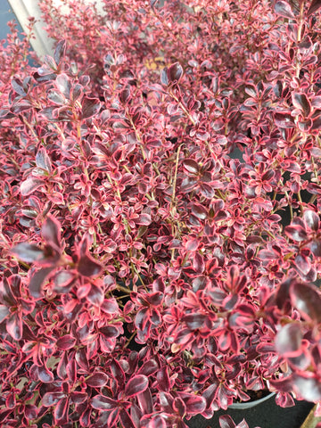 Coprasm Eclipse Red-pink Eclipse Coprosma 2 Litre pot plants