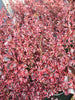 Pair of Red-pink Eclipse Coprosma 2 x 2 Litre pot plants
