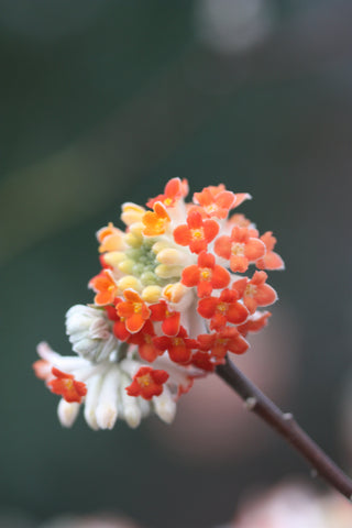 Edgeworthia chrysantha 'Red Dragon' Red paperbush