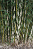Clumping Panda Bamboo Fargesia Wolong 7-9ft tall very large plants