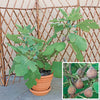 Ficus Little Miss Figgy 5 Litre pot plants
