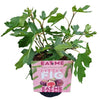 Ficus Little Miss Figgy 5 Litre pot plants