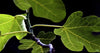 Ficus Little Miss Figgy 5 Litre pot plants