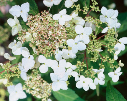 Climbing Hydrangea petiolaris 10 Litre Eco-loop pot bags