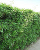 Bisset Hedging Screening Bamboo Super hardy 8-10ft plants