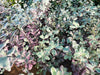 pittosporum bannow bay