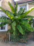 Musa basjoo Japanese hardy Banana plants 5 Litre large pots Gift-wrap available
