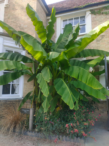 Musa basjoo Japanese hardy Banana plants 5 Litre large pots Gift-wrap available