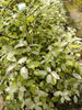 Pittosporum Irene Paterson RHS AGM