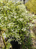 Pittosporum Irene Paterson RHS AGM