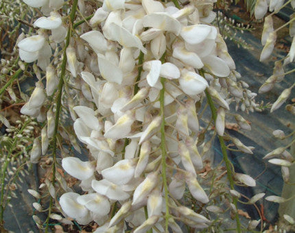 White Japanese Alba Shiro-noda Wisteria 4-5ft 10 Litre Eco-loop pots
