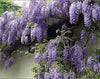 Wisteria sinensis Prolific. Scented flowers