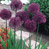 Allium Purple Sensation 4 litre pots
