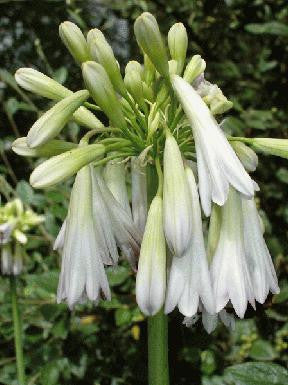African White Lily Agapanthus Albus. Large 5 litre plants. Plant at anytime of the year!