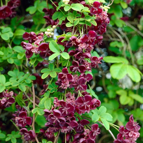 Chocolate Vine Akebia quinata 10 Litre Eco-loop pots 120-130cm
