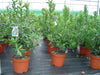 Strawberry Tree evergreen bushes 5 Litre large pots