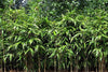 Arrow Metake japonica Bamboo 6ft & 8ft plants Shady area bamboo Pallet Deals