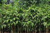 Arrow Metake japonica Bamboo plants Shady area bamboo