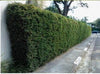 Bisset Hedging Screening Bamboos. 6-7ft & 8-9ft tall plants. Pallet Deals. Autumn plant now!