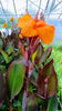 Canna Lily Wyoming Potted 5 Litre large pots