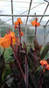 Canna Lily Wyoming Potted 5 Litre large pots