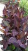 Canna Lily Wyoming Potted 5 Litre large pots
