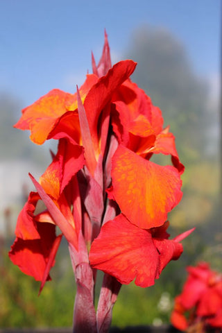 Canna Lily 'Eric Neubert' 5 Litre large potted plants