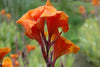 Canna Lily Pretoria Tropicanna Gold Mature potted plants
