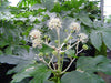 Japanese Aralia Fatsia Japonica Large plants