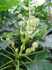 Japanese Aralia Fatsia Japonica plants