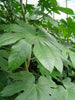 Japanese Aralia Fatsia Japonica plants